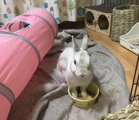 ゆきうさぎ様ご確認ページ ふじみ野うさぎハウス 2025年の目標 – ふじみ野うさぎハウス＆行田