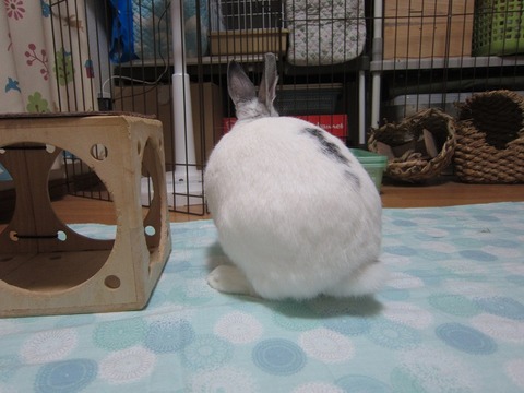 kagu0615