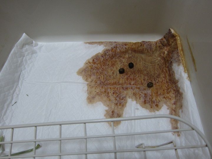 じわじわ期待 うさぎのきた道