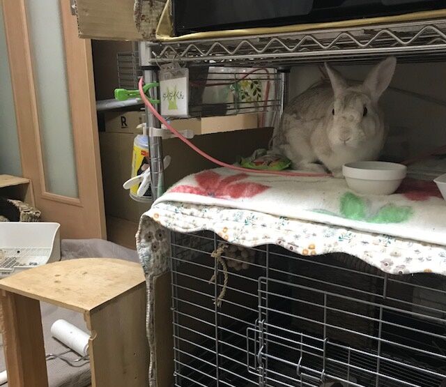 爪が うさぎのきた道 爪が うさぎのきた道