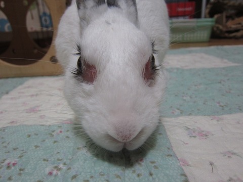 kagu0722
