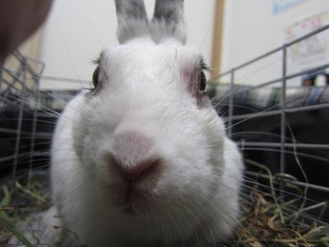 うさぎの膿瘍 うさぎのきた道 うさぎの膿瘍 うさぎのきた道