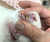 kagu0119