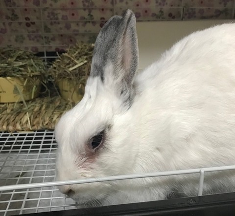うさぎの膿瘍 うさぎのきた道