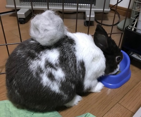 尿検査 うさぎのきた道 尿検査 うさぎのきた道