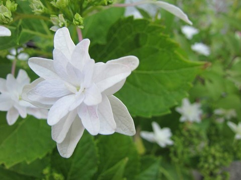 ｱｼﾞｻｲ120527-02