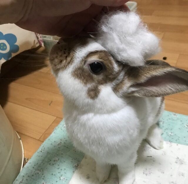 落とし穴 うさぎのきた道