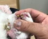 kagu0103