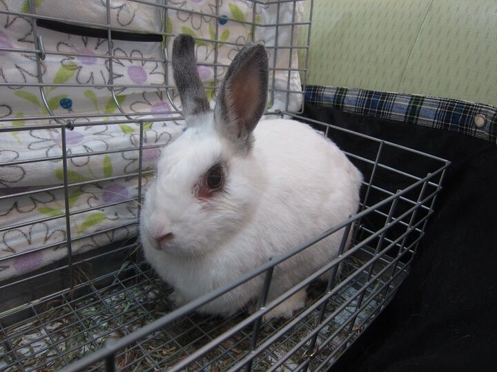 通院と換毛期の涙 うさぎのきた道 通院と換毛期の涙 うさぎのきた道