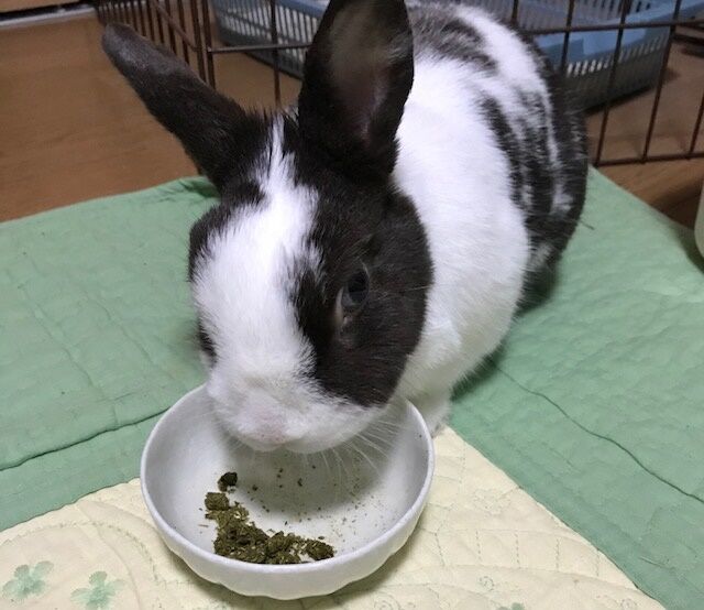 うさぎのご飯 : うさぎのきた道 うさぎのご飯 : うさぎのきた道