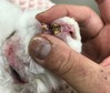 kagu0104