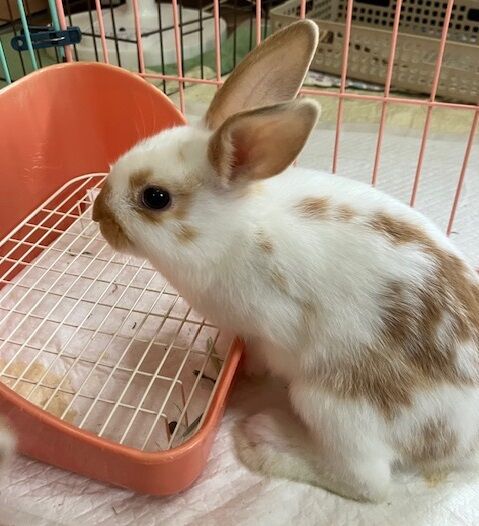 ネル (10)