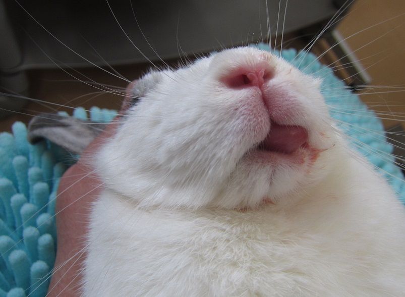 舌が腫れる うさぎのきた道 舌が腫れる うさぎのきた道
