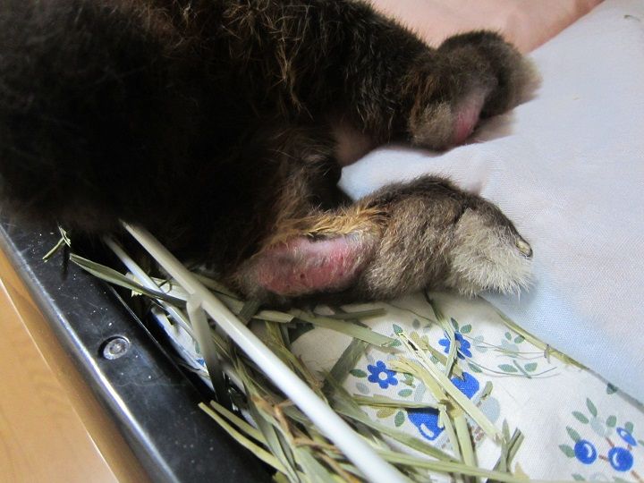 寝相のよいクロちゃん うさぎのきた道 寝相のよいクロちゃん うさぎのきた道