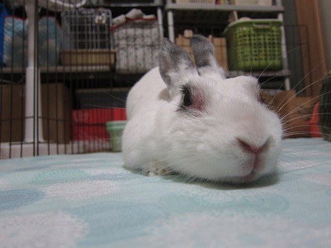 kagu0619