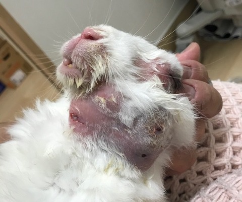 kagu0541