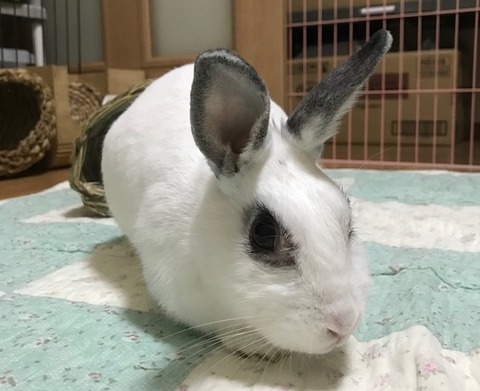 kagu0726