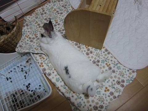 kagu0402