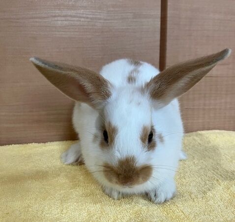 ネル (4)