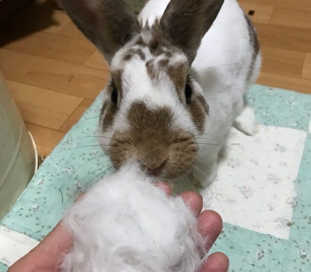 落とし穴 うさぎのきた道