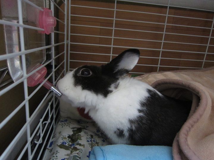 3 頭の整理 うさぎのきた道 3 頭の整理 うさぎのきた道