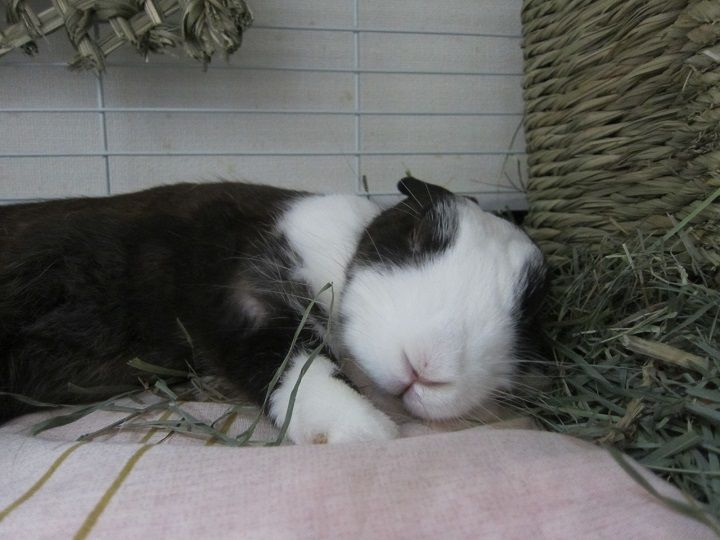 クロノちゃん うさぎのきた道 クロノちゃん うさぎのきた道