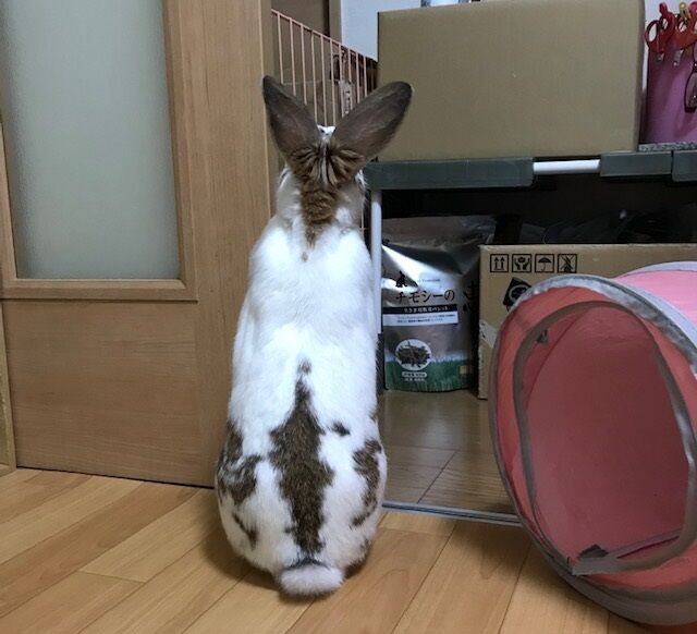 兎も有れ