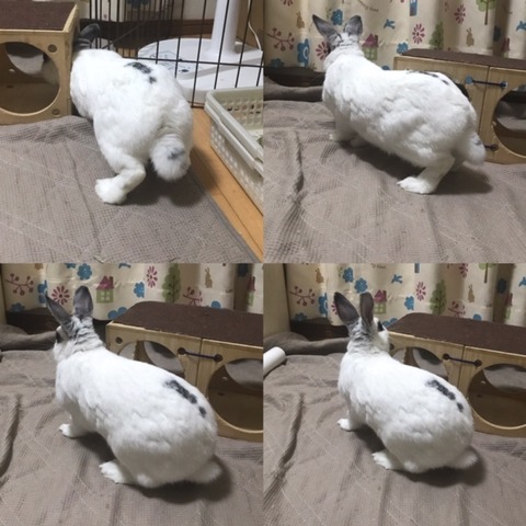 鼻涙管洗浄 うさぎのきた道 鼻涙管洗浄 うさぎのきた道