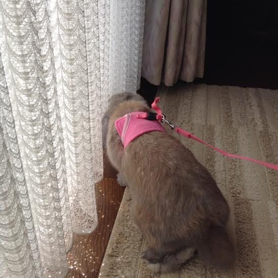 獣医さんにうさぎのハーネスの付け方教えてもらた うさぎのみみしゃん1 6キロ 獣医さんにうさぎのハーネスの付け方教えてもらた うさぎのみみしゃん1 6キロ