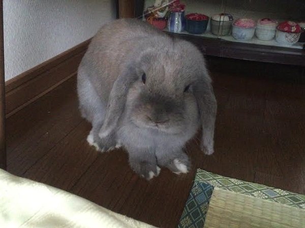 うさぎさんの爪切り 初めてしました 汗 うさぎのみみしゃん１ ６キロ
