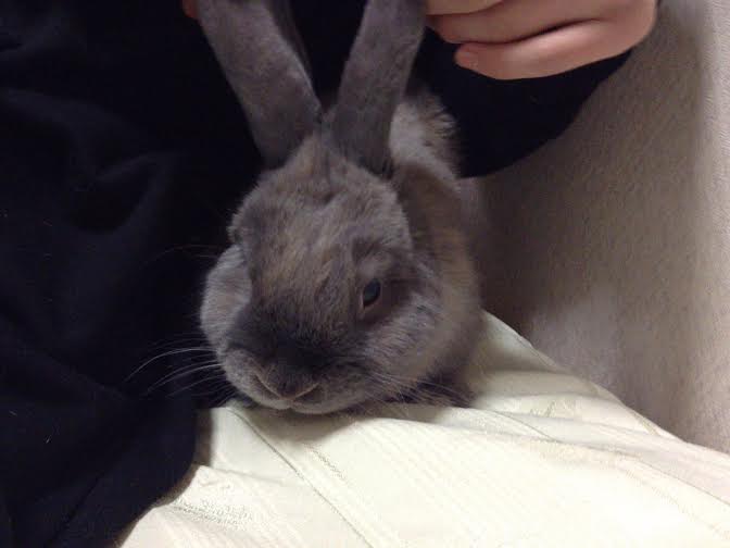うさぎさんが倒れた 安心してください寝ています うさぎのみみしゃん1 6キロ うさぎさんが倒れた 安心してください寝ています うさぎのみみしゃん1 6キロ