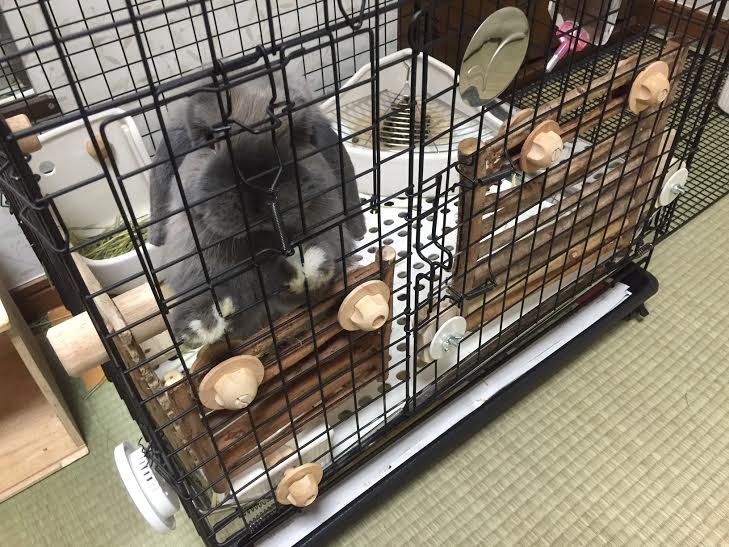 うさぎさんゲージとカーペットをかじる うさぎのみみしゃん１ ６キロ
