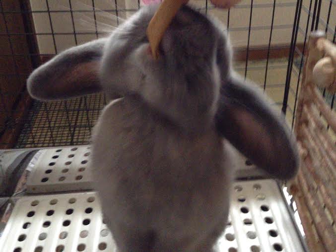 うさぎさんイヤイヤしない抱っこと仰向け抱っこの方法やコツなど その２ うさぎのみみしゃん１ ６キロ