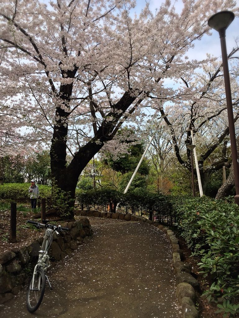 やわらか自転車部 In城南 桜の洗足池公園 吉永真代の Flap And Fly