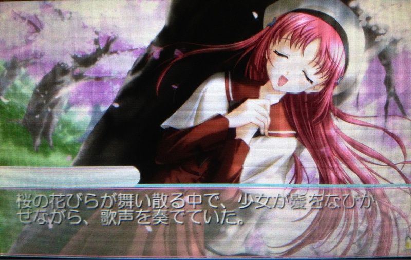 D C P S 白河ことり うさぎの桜