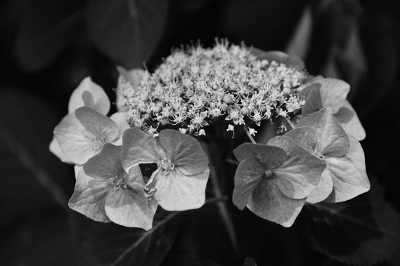 DSC_6400_01