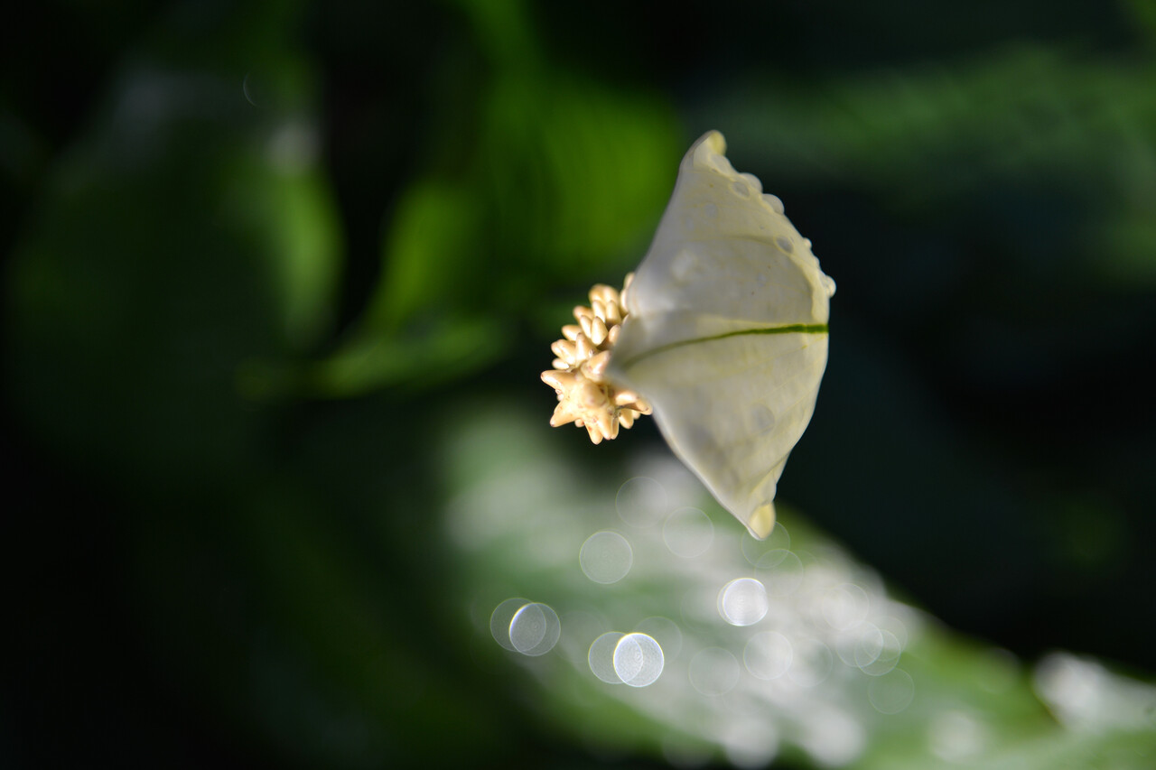 写真とともに 日日是好日 22年03月