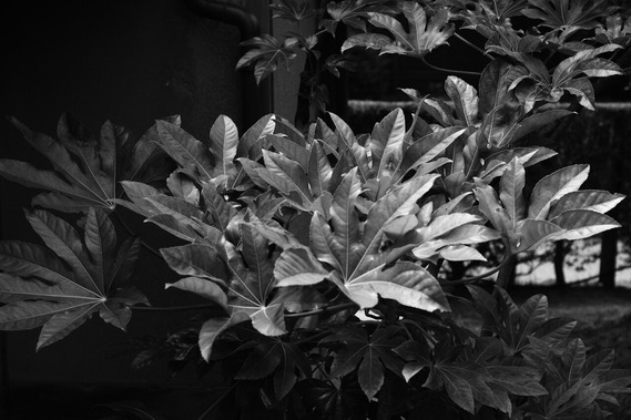 DSC_6399_01