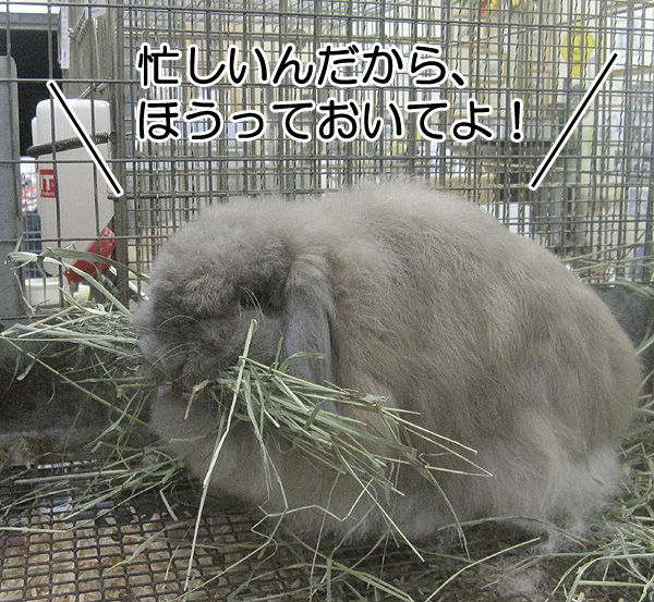 セドナの偽妊娠 宮田のつぶやき