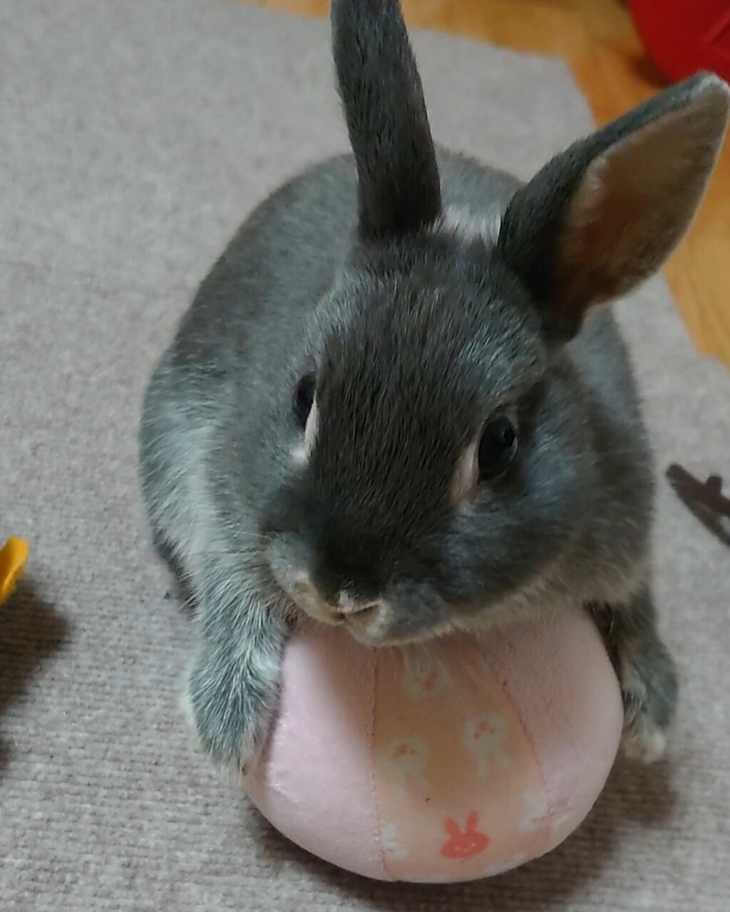 発情期の悲劇 うさぎのうた日記