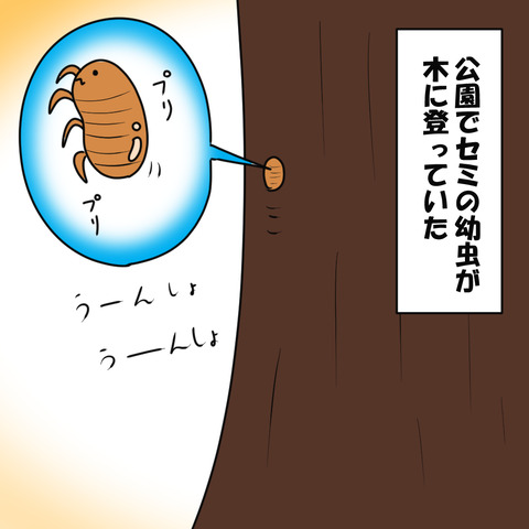 セミ１