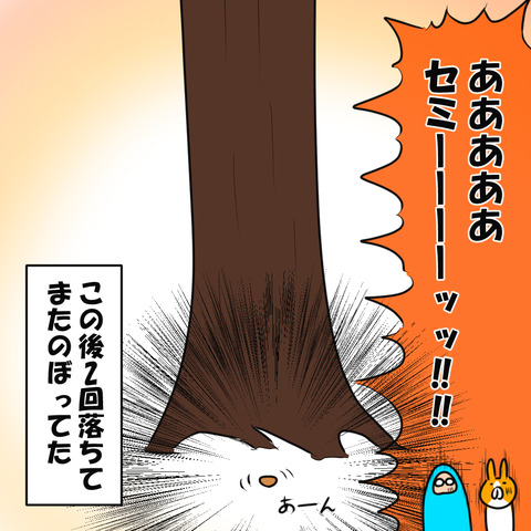 セミ5