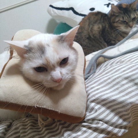 24-02-07-22-25-25-345_photo