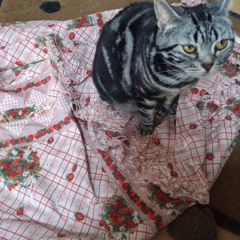 26-01-31-15-18-57-428_photo