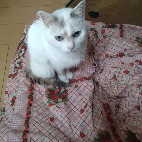 26-01-31-15-01-58-826_photo