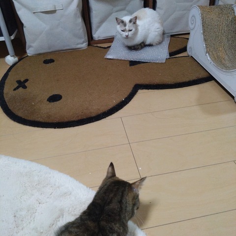 24-04-16-22-32-09-319_photo