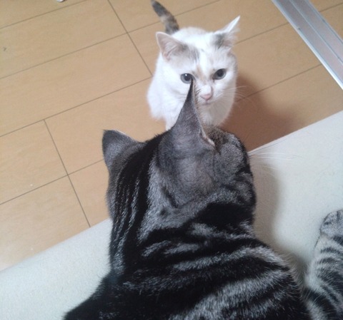 25-02-09-08-33-42-808_deco