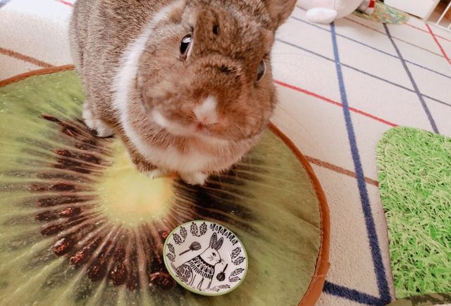 うっ滞に注意 うさぷりん うっ滞に注意 うさぷりん