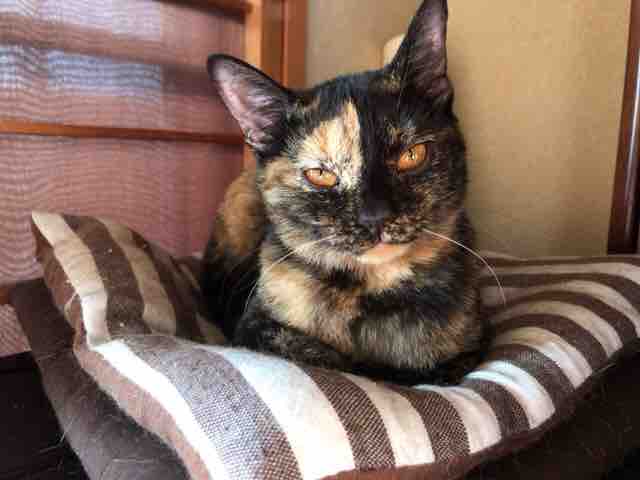 雑巾猫は実は綺麗好き 猫のひとりごと