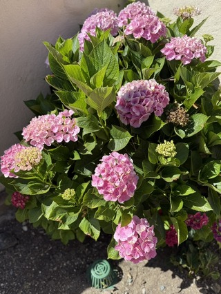 99012232-15DF-42BD-8AD9-6526243A0DCF_1_105_c